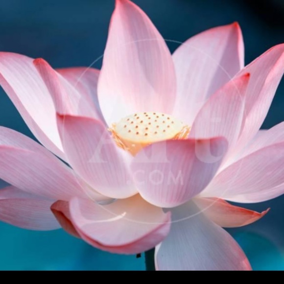 Meet your Posher, Mimi - Picture 1 of 1